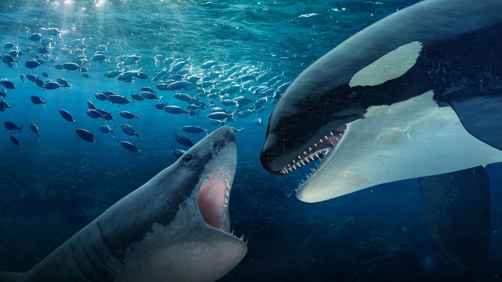 მკვლელი ვეშაპები თეთრი ზვიგენების წინააღმდეგ / Orca vs. Great White