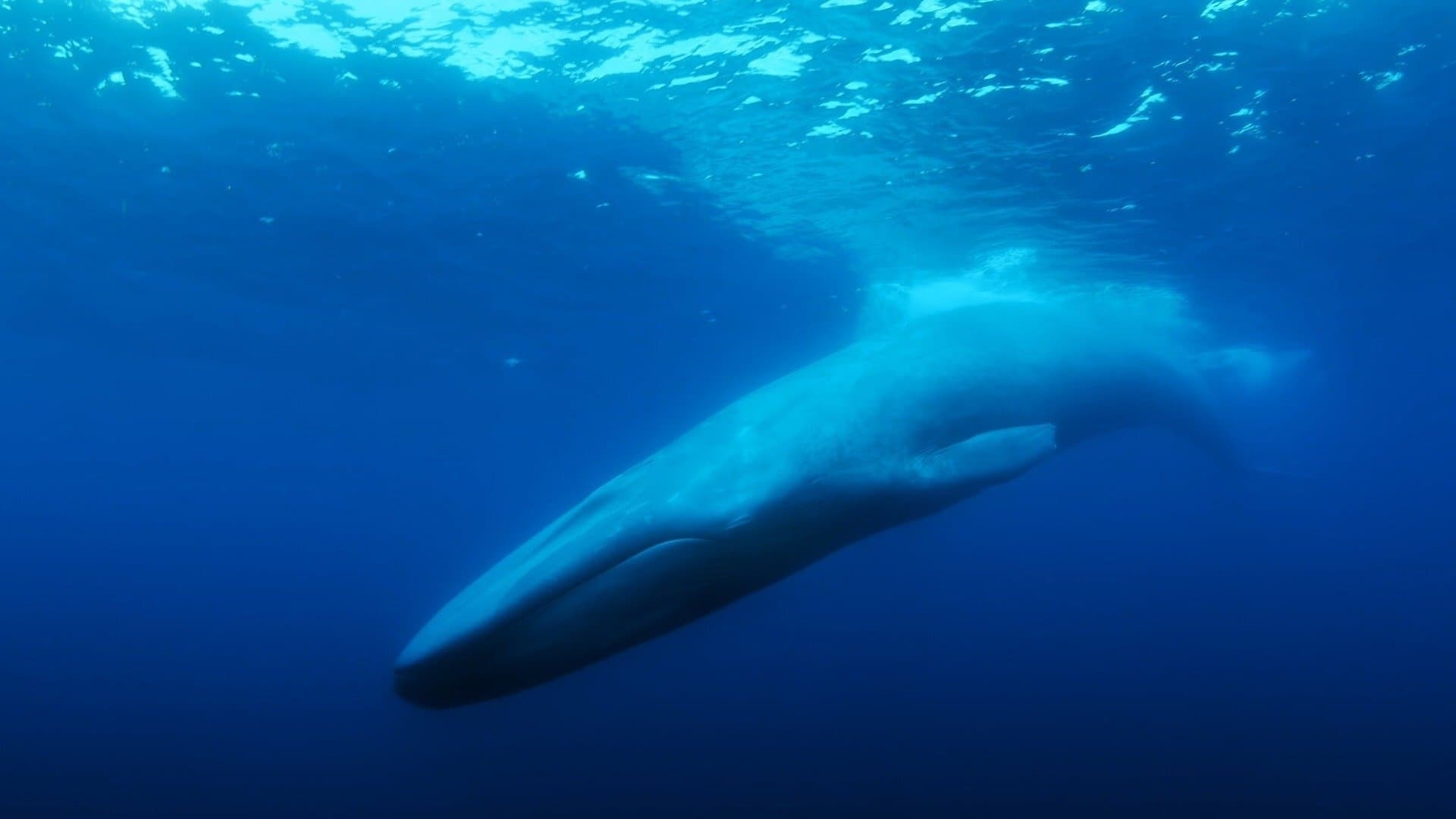 მარტოხელა ვეშაპი: 52 ის ძიებაში / The Loneliest Whale: The Search for 52