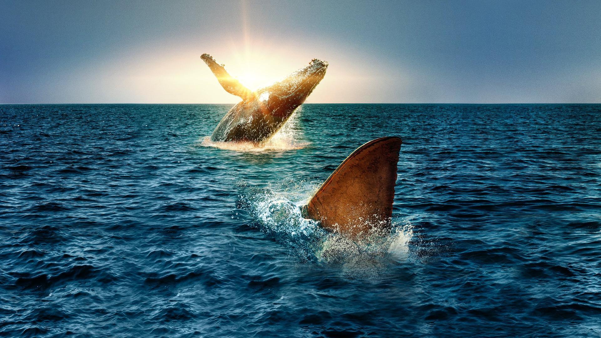 ზვიგენები ვეშაპების წინააღმდეგ / Shark vs. Whale