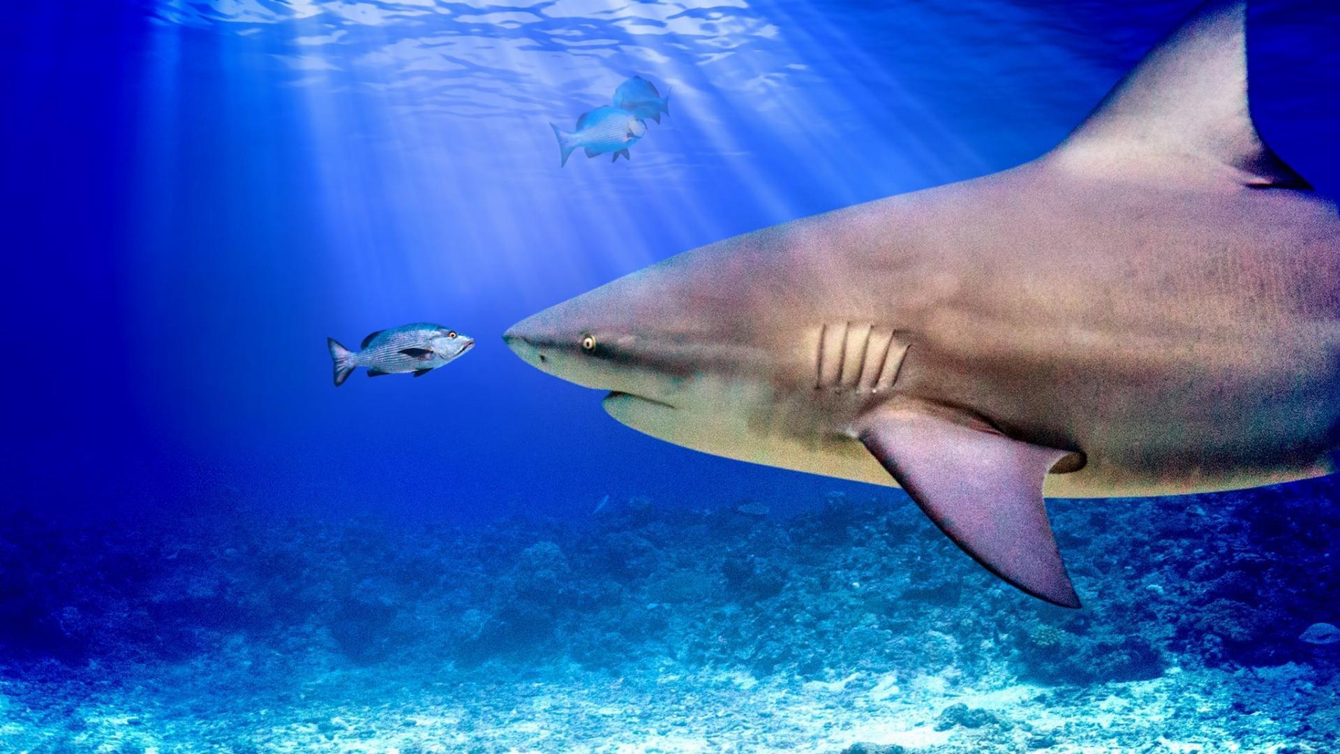 მსოფლიოში ყველაზე დიდი „ხარი-ზვიგენი“ / World's Biggest Bull Shark