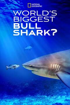 მსოფლიოში ყველაზე დიდი „ხარი-ზვიგენი“ / World's Biggest Bull Shark