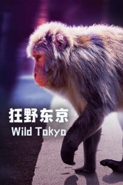 ველური ტოკიო / Wild Tokyo