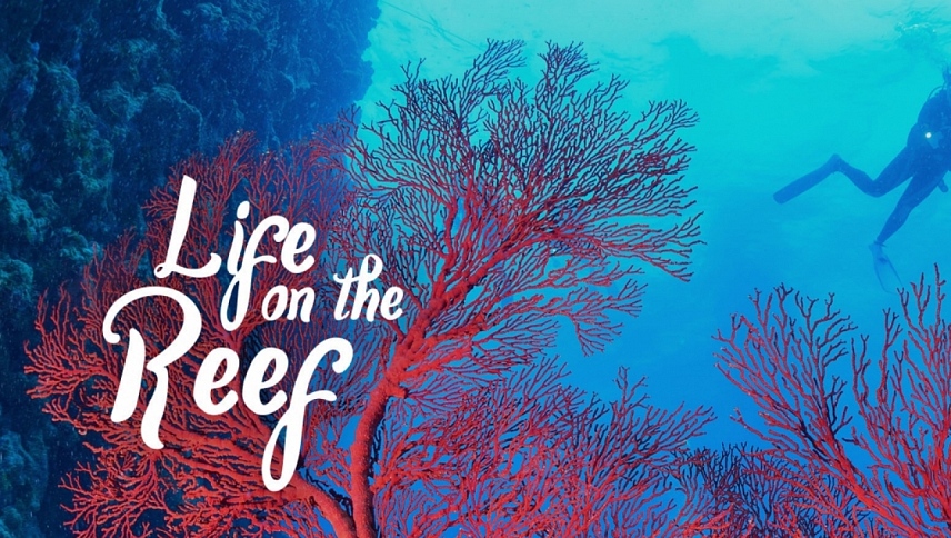 ცხოვრება რიფებზე / Life on the Reef