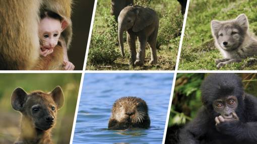 პატარა ცხოველები: პირველი წელი დედამიწაზე / Animal Babies: First Year on Earth