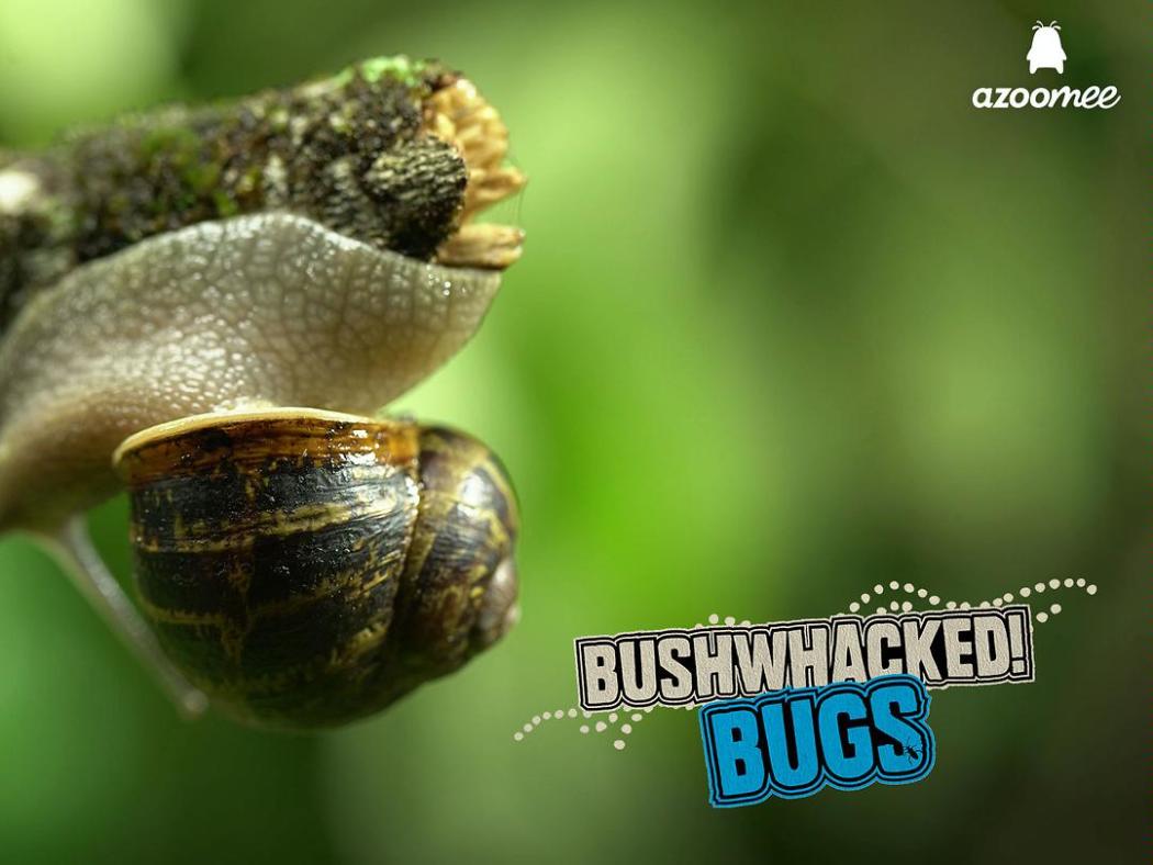 Bushwhacked Bugs!