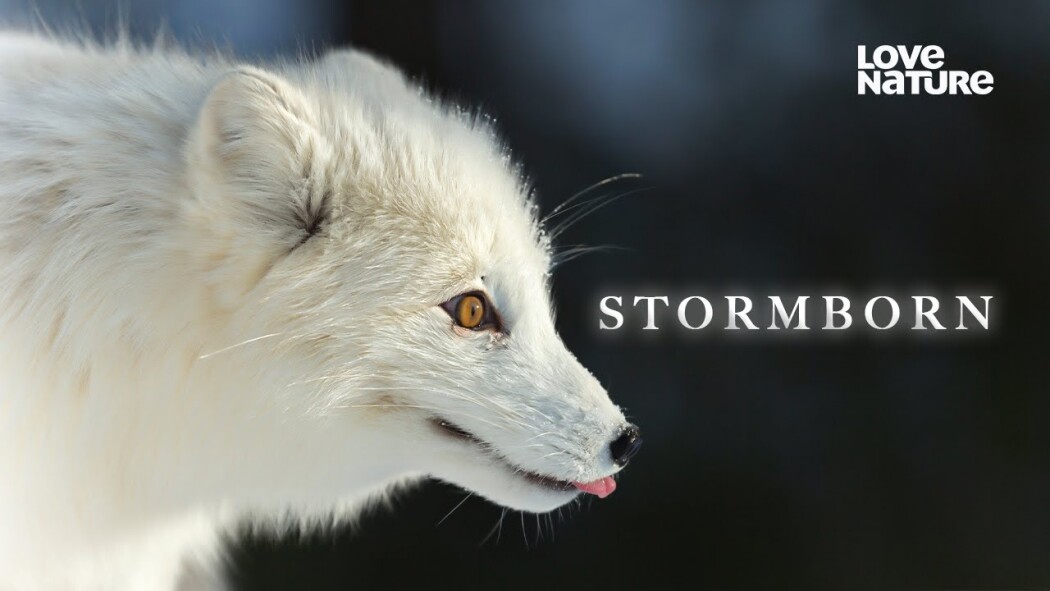 ქარიშხალი / Stormborn