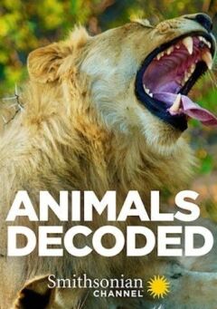 Animals Decoded