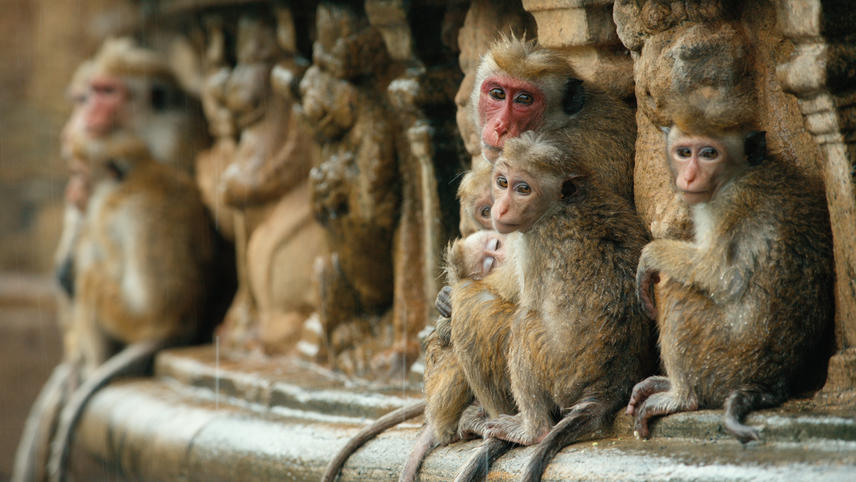 მაიმუნების სამეფო / Monkey Kingdom
