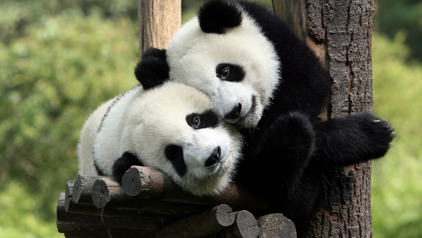 პანდები: შინ დაბრუნება / Pandas: The Journey Home
