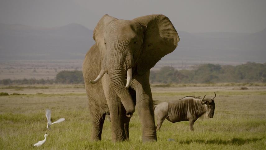 ნადირობა სპილოს ძვალზე / The Ivory Game