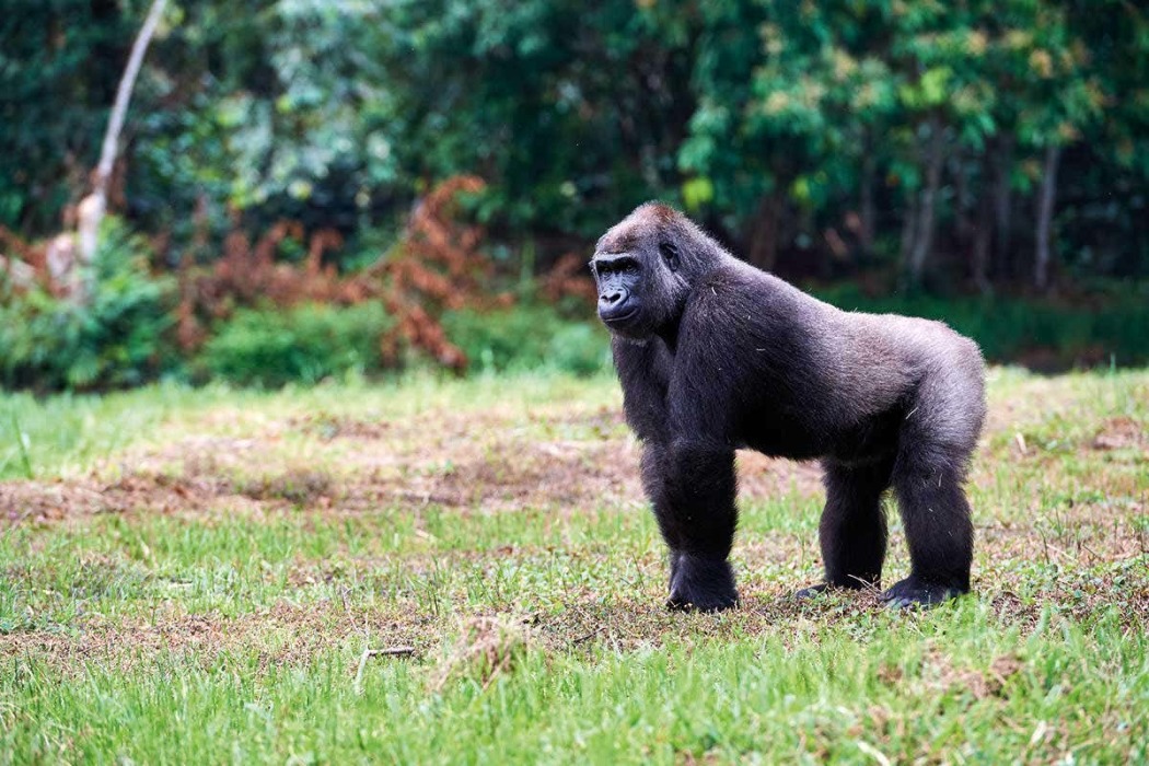 გაბონის გორილები / Gorillas of Gabon
