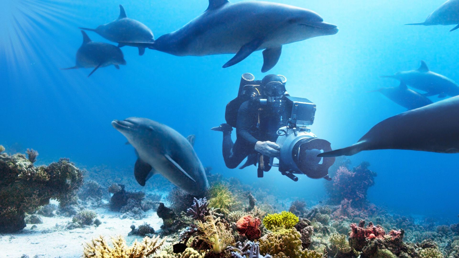 ყვინთვა დელფინებთან ერთად / Diving with Dolphins