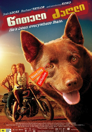 წითელი ძაღლი / Red Dog